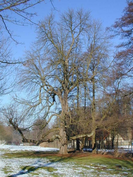 Bild 3 von Kastanie am Karbach